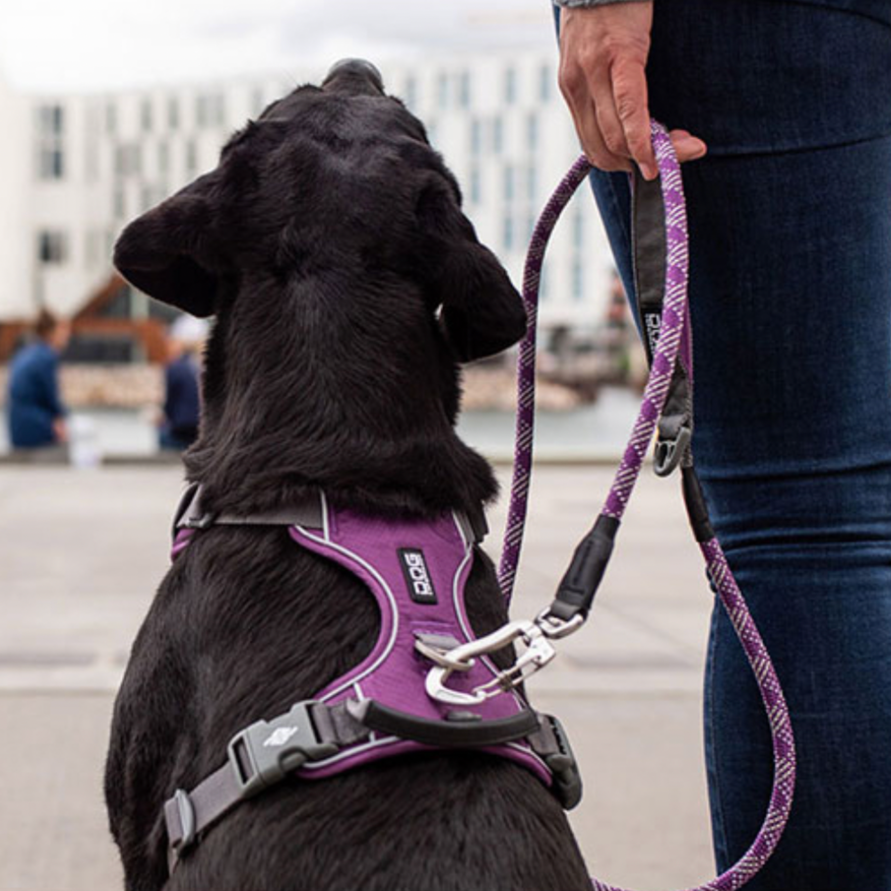 Comfort Walk Pro Harness Classic Red