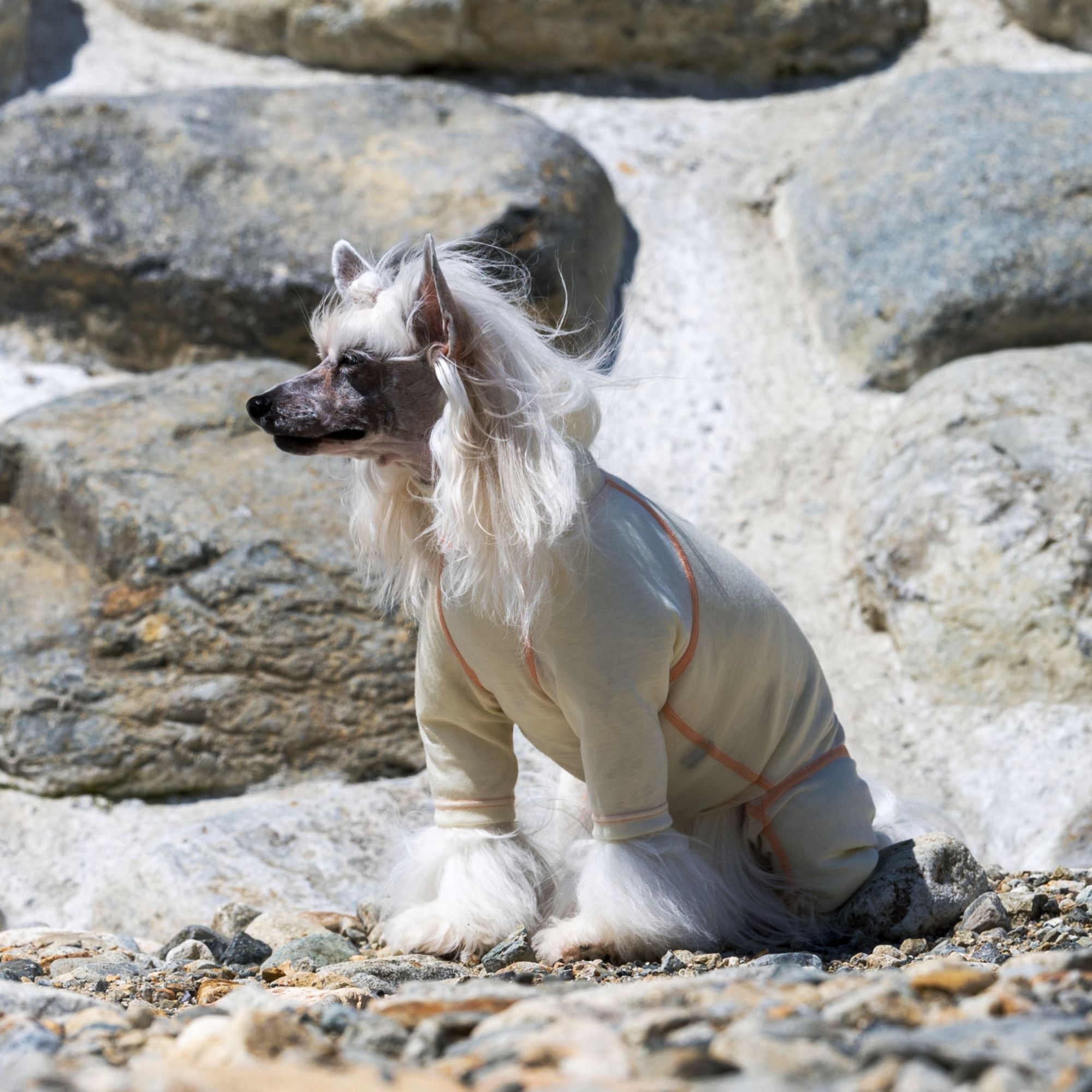 【抽選販売】DOG GUARD BASE　ドッグガードベース　SHEEP　