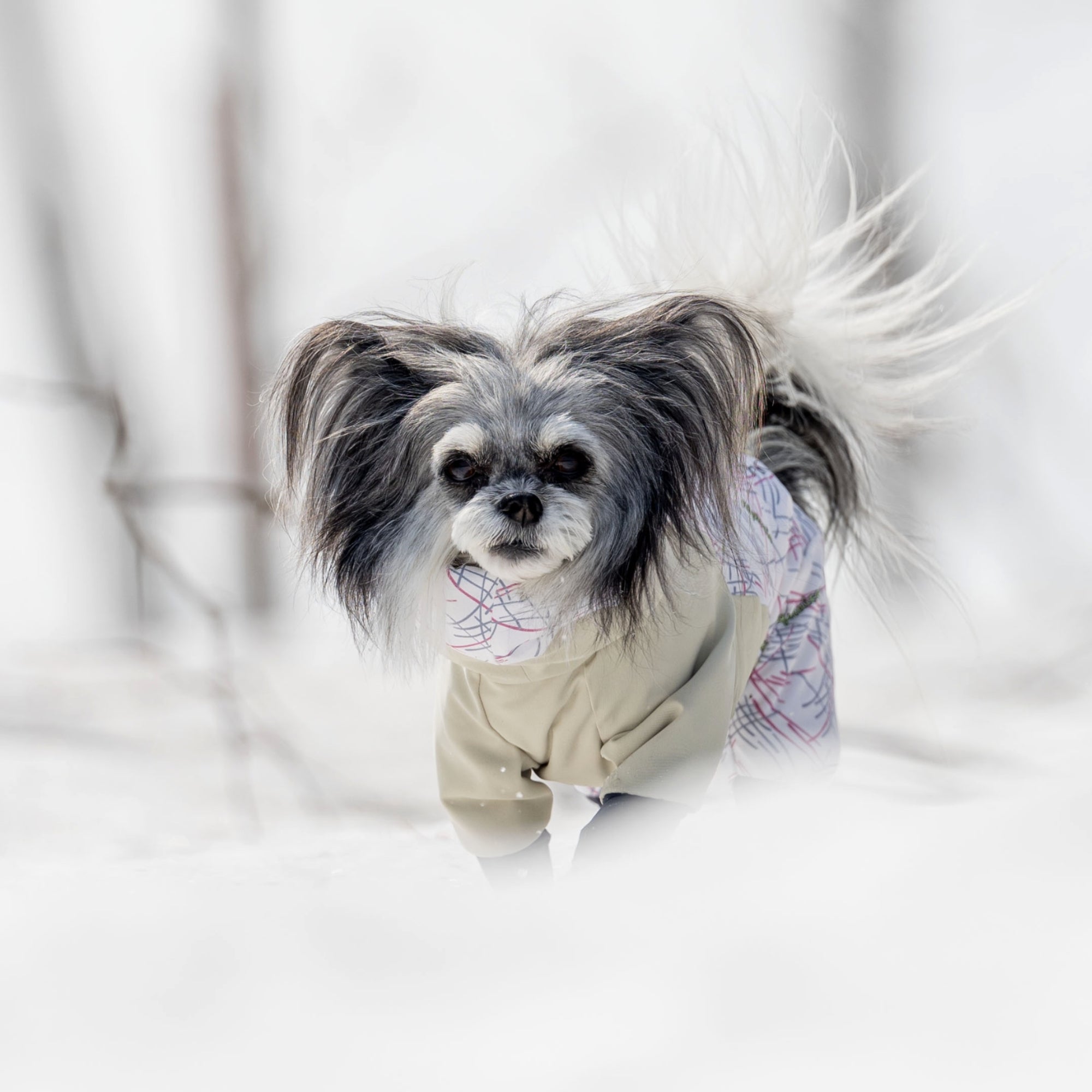 【抽選販売】DOG GUARD AIR　ドッグガード・エア　FEATHER×GALAH