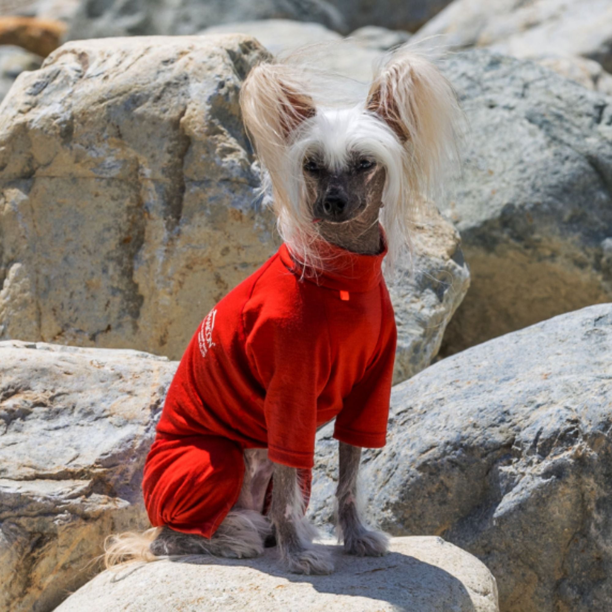 【抽選販売】DOG GUARD BASE　ドッグガードベース　VINTAGE RED　