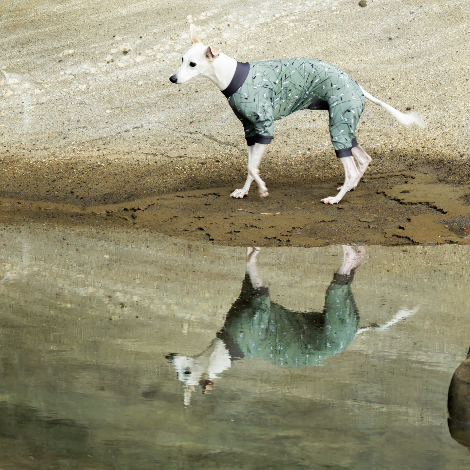 FULL DOG GUARD　フルドッグガード　MOSSY