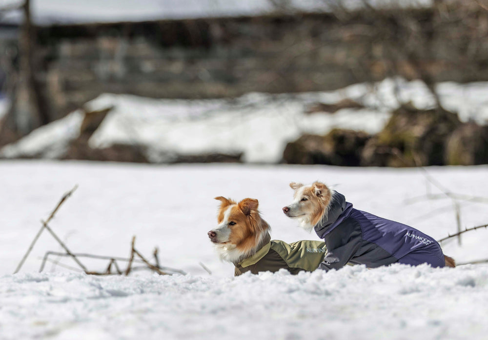 SNOW DOG GUARD スノードッグガード SMOKED PLUM