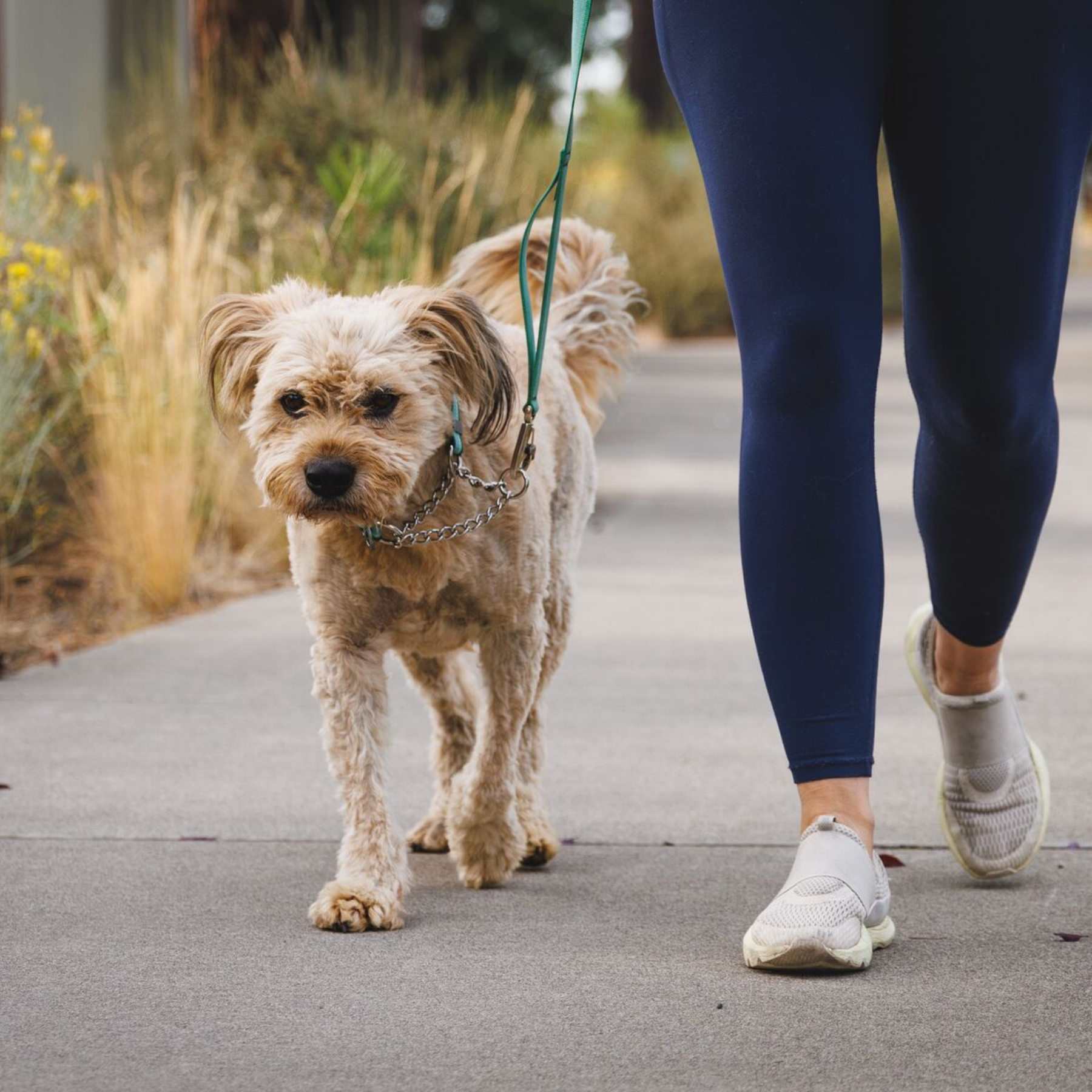 RUFFWEAR　チェーンリアクションカラー　RVRGN　リバーロックグリーン