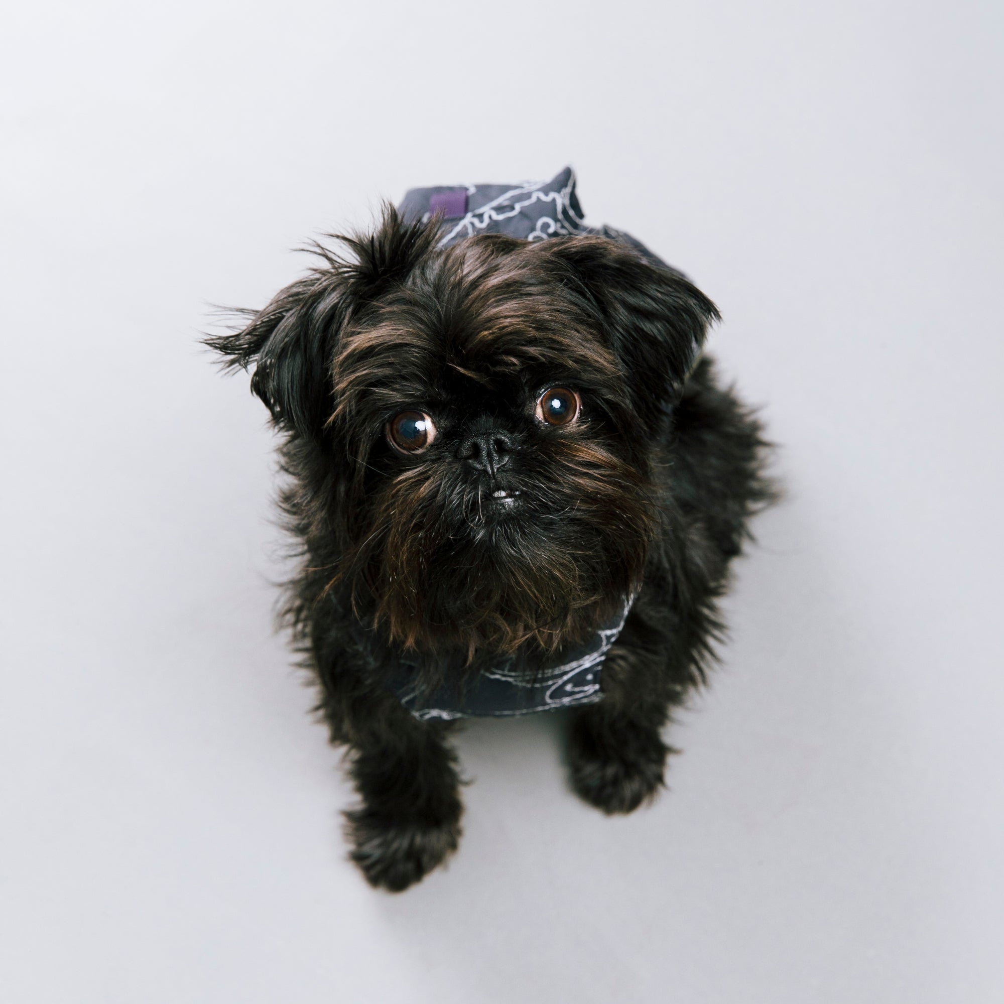 AIR LINER エアライナー COSMIC